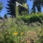 Green garden plants with purple and yellow flowers frame the Zenger Farm sign, set under a clear blue sky with trees in the background
