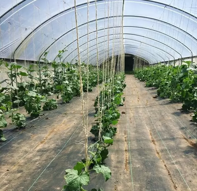 Interior view of a greenhouse with rows of growing plants supported by strings.