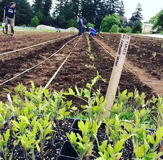Tomato seedlings growing in rows on a farm with garden workers in the background.